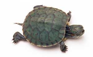 small-pet-turtle-01