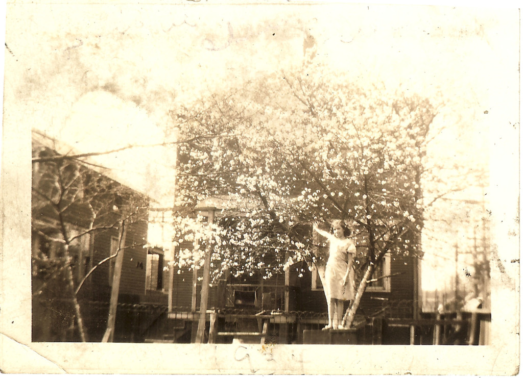 My mother in the cherry tree in the yard.