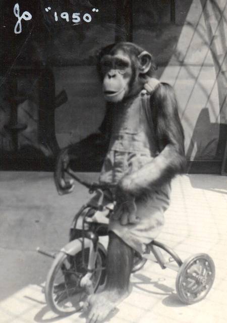 Jo Mendi 1950  http://www.zoochat.com/562/jo-mendi-ii-detroit-zoo-chimpanzee-204753/